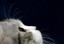 猫咪图