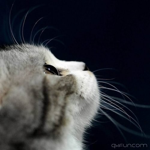 猫咪图