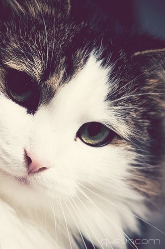 猫咪图