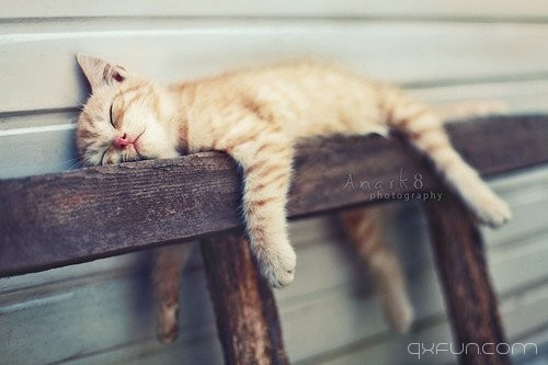 猫咪图