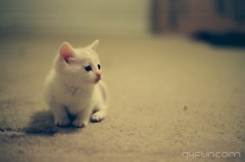猫咪图