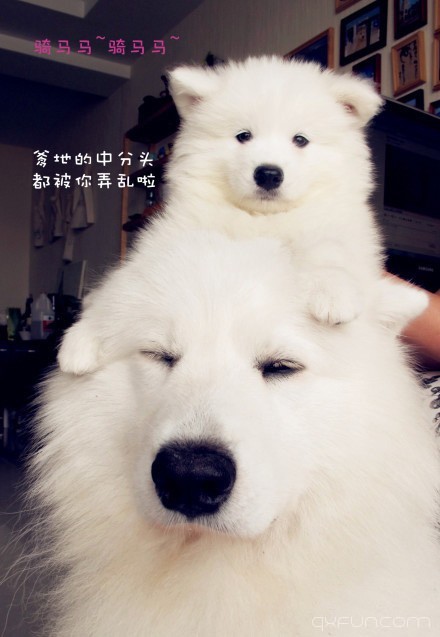 父与子，你被萌到了吗？